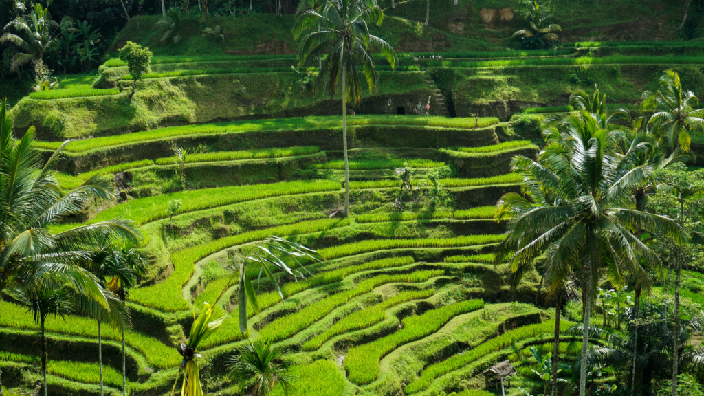 Bali rice terrace has become the world's best village tourism in Indonesia 2024