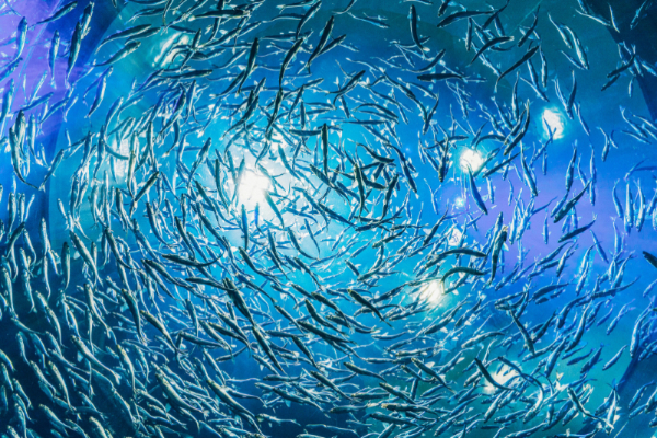 marine conservation